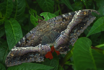 Black Witch, Erebus odora. Coroico, Yungas, Bolivia d. 10 januar 2005. Fotograf: Lars Andersen