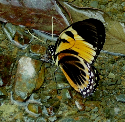 Black Mimic Swallowtail, Pterourus bachus chrysomelus (Rothschild & Jordan, 1906) , en Svalehale som deler udseende med den forgende heliconidae, p vejen imellem Yolosa og Caranavi, Yungas, Bolivia. 800 m.h. 11 Januar 2005. Fotograf: Lars Andersen