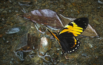 Black Mimic Swallowtail, Pterourus bachus chrysomelus (Rothschild & Jordan, 1906) , en Svalehale som deler udseende med den forgende heliconidae, p vejen imellem Yolosa og Caranavi, Yungas, Bolivia. 800 m.h. 11 Januar 2005. Fotograf: Lars Andersen