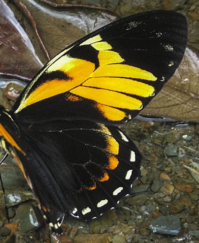 Black Mimic Swallowtail, Pterourus bachus chrysomelus (Rothschild & Jordan, 1906) , en Svalehale som deler udseende med den forgende heliconidae, p vejen imellem Yolosa og Caranavi, Yungas, Bolivia. 800 m.h. 11 Januar 2005. Fotograf: Lars Andersen