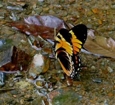 Caranavi, Yungas, Bolivia. 800 m.h. 11 January 2005. Photographer: Lars Andersen