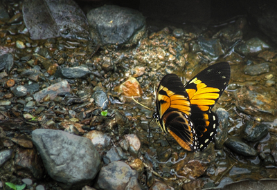 Black Mimic Swallowtail, Pterourus bachus chrysomelus (Rothschild & Jordan, 1906) , en Svalehale som deler udseende med den forgende heliconidae, p vejen imellem Yolosa og Caranavi, Yungas, Bolivia. 800 m.h. 11 Januar 2005. Fotograf: Lars Andersen