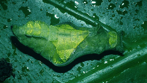 Broncini, Yungas, Bolivia d. 13 januar 2005. Fotograf, Lars Andersen