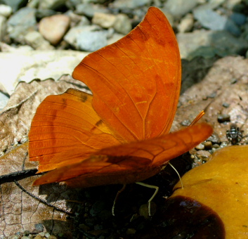 Cramer's Leafwing, Zaretis isidora. Broncini Rio, Caranavi 14 january 2005. Photographer; Lars Andersen