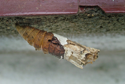 Ruby-spotted swallowtail, Heraclides anchisiades (Esper, 1788) abandoned pupa. Hotel Esmeralda, Coroico, Yungas, Bolivia on January 17, 2005. Photographer; Lars Andersen