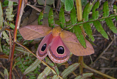 Coroico, Yungas, Bolivia d. 17 januar 2005. Fotograf: Lars Andersen