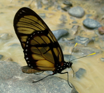 Yolosa, Yungas, Bolivia d. 21 januar 2005. Fotograf: Lars Andersen