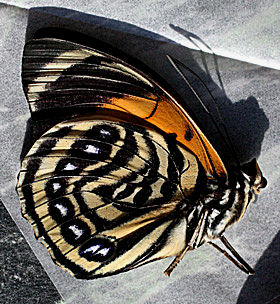Agrias amydon boliviensis, Caranavi, Yungas, Bolivia, Januar 2005. Leg: Peter Møllmann. Fotograf: Lars Andersen