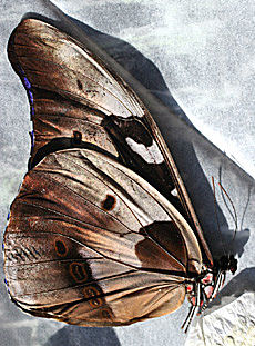 Morpho rhetenor, Caranavi, Yungas, Bolivia, Januar 2005. Leg: Peter Møllmann. Fotograf: Lars Andersen