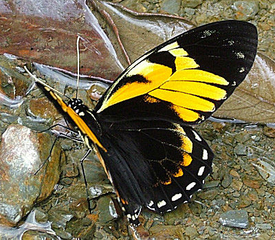 En Papilio bachus fra Yungas, p vejen imellem Yolosa og Caranavi, 800 m.h. i Januar 2005. Fotograf: Lars Andersen