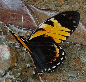  Papilio bachus, en Svalehale som deler udseende med den forgående heliconidae, på vejen imellem Yolosa og Caranavi, Yungas, Bolivia. 800 m.h. Januar 2005. Fotograf: Lars Andersen