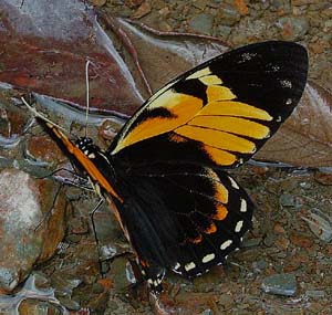  Papilio bachus, en Svalehale som deler udseende med den forgende heliconidae, p vejen imellem Yolosa og Caranavi, Yungas, Bolivia. 800 m.h. Januar 2005. Fotograf: Lars Andersen