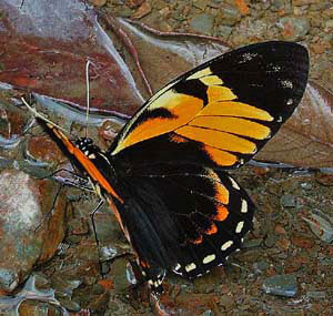 Black Mimic Swallowtail, Pterourus bachus chrysomelus (Rothschild & Jordan, 1906) , en Svalehale som deler udseende med den forgende heliconidae, p vejen imellem Yolosa og Caranavi, Yungas, Bolivia. 800 m.h. 11 Januar 2005. Fotograf: Lars Andersen