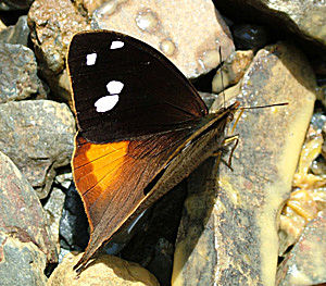 Corades iduna fra Yungas, p vejen imellem Yolosa og Unduarvi i 2500 m.h.Januar 2005. Fotograf: Lars Andersen