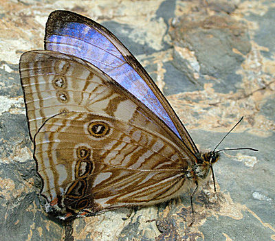 Morpho sulkowskyi vejen imellem Yolosa og Unduarvi i 2600 m.h. Den er lidt r efter hrdhndet behandling! Efter nogen tid flj den igen. d. 3 Januar 2005. Fotograf: Lars Andersen