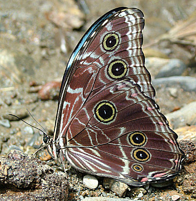 En Morpho deidamia fra Yungas, på vejen imellem Yolosa og Challa i 1000 m.h.Januar 2005. Fotograf: Lars Andersen