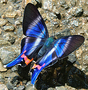 Dyson's Swordtail, (Rhetus dysonii). P vejen imellem Yolosa og San Juan de Miel i Januar 2005. Fotograf: Lars Andersen