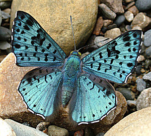 blue lasaia, Lasaia moeros,Tocana, Yungas, i Januar 2005. Fotograf: Lars Andersen