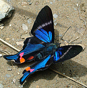 En metalvinge fra Yungas, p vejen imellem Yolosa og Challa i Januar 2005. Fotograf: Lars Andersen