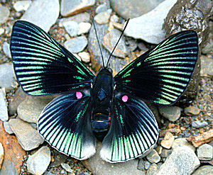 Lyropteryx apollonia, Challa, Yungas, i Januar 2005. Fotograf: Lars Andersen