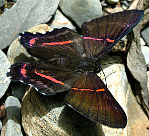 En metalvinge fra Challa, Yungas, i Januar 2005. Fotograf: Lars Andersen