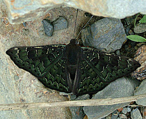 En metalvinge fra Challa, Yungas, i Januar 2005. Fotograf: Lars Andersen