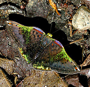 Trochilus Greenmark (Caria trochilus), En metalvinge fra Vagantes, Rio Santa Barbera, Yungas,  d. 23 Januar 2005. Fotograf: Lars Andersen