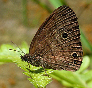 Coroico, Yungas, Bolivia d. 31 december 2004. Fotograf: Lars Andersen