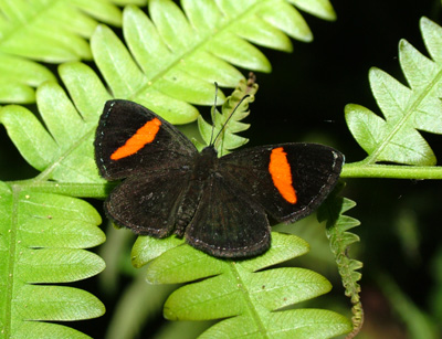 Fasciata Metalmark (Crocozona fasciata). Coroico, Yungas, Bolivia d. 1 januar 2005. Fotograf: Lars Andersen