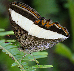 Oressinoma sorata, Coroico, Yungas, Bolivia d. 1 januar 2005. Fotograf: Lars Andersen