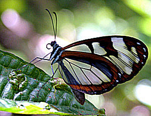 Coroico, Yungas, Bolivia d. 1 januar 2005. Fotograf: Lars Andersen