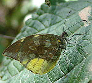 Coroico, Yungas, Bolivia d. 1 Januar 2005. Fotograf: Lars Andersen