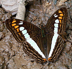 Coroico, Yungas, Bolivia d. 1 januar 2005. Fotograf: Lars Andersen