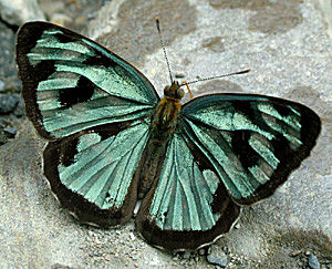 Yolosa, Yungas, Bolivia d. 2 Januar 2005. Fotograf: Lars Andersen