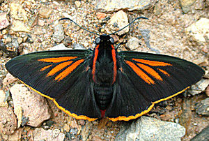 Yolosa, Yungas, Bolivia d. 2 Januar 2005. Fotograf: Lars Andersen