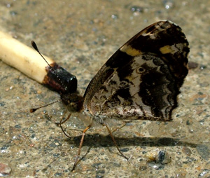 Yolosa, Yungas, Bolivia d. 2 Januar 2005. Fotograf: Lars Andersen