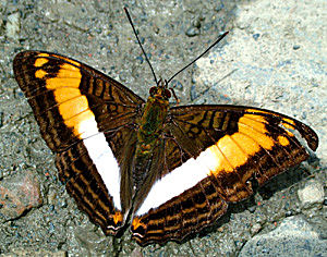 Yolosa, Yungas, Bolivia d. 2 Januar 2005. Fotograf: Lars Andersen