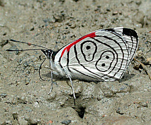 Yolosa, Yungas, Bolivia d. 2 Januar 2005. Fotograf: Lars Andersen