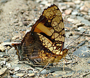 Yolosa, Yungas, Bolivia d. 2 Januar 2005. Fotograf: Lars Andersen