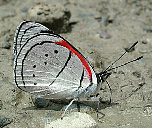 Yolosa, Yungas, Bolivia d. 2 Januar 2005. Fotograf: Lars Andersen