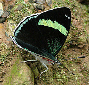 Yolosa, Yungas, Bolivia d. 2 Januar 2005. Fotograf: Lars Andersen