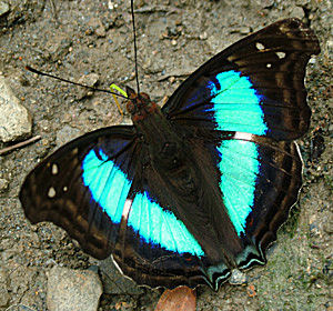 Yolosa, Yungas, Bolivia d. 2 Januar 2005. Fotograf: Lars Andersen