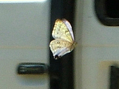 En Morpho lympharis fra Yungas, tt p at blive ramt af microbus p vejen imellem Yolosa og Unduarvi i 2600 m.h.Januar 2005. Fotograf: Lars Andersen