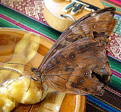 Morpho telemachus på spisebord, Hotel Esmeralda, Coroico, Yungas, Bolivia d. 8 Januar 2005. Fotograf: Lars Andersen