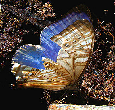 En Morpho sulkowskyi fra Yungas, p vejen imellem Yolosa og Unduarvi i 2600 m.h.Januar 2005. Fotograf: Peter Mllmann