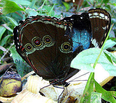 Morpho vitrea p banan, Yolosa, Yungas, Bolivia d. 8 Januar 2005. Fotograf: Lars Andersen