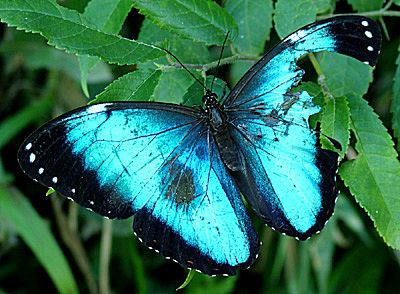 Morpho vitrea p banan, Yolosa, Yungas, Bolivia d. 8 Januar 2005. Fotograf: Lars Andersen