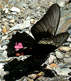 Parides Svalahale, Yolosa, Yungas, Bolivia d. 8 Januar 2005. Fotograf: Lars Andersen