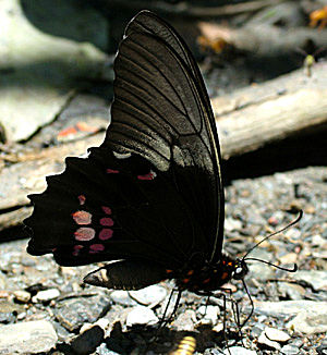 Parides Svalahale, Yolosa, Yungas, Bolivia d. 8 Januar 2005. Fotograf: Lars Andersen