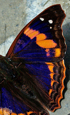  Doxocopa elis. Tocana, Yungas, Bolivia. Januar 2005. Fotograf: Lars Andersen